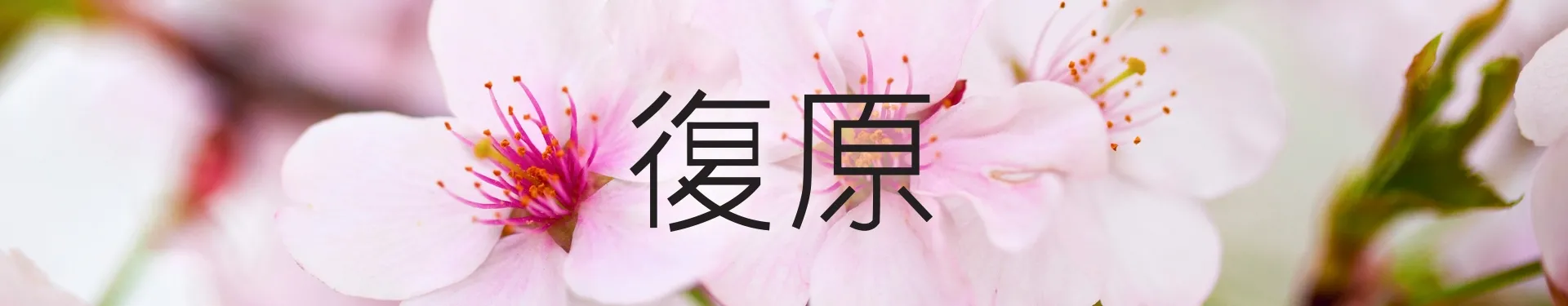 Kwiaty z napisem w innym języku